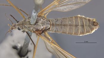 Media type: image;   Entomology 10354 Aspect: hada